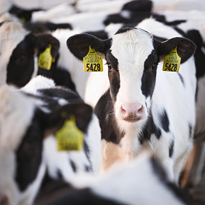 Кормовая эффективность как главный ресурс: генетика, экономика и будущее стада